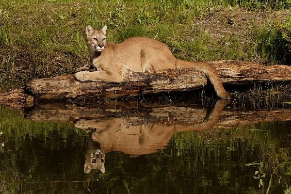 Mountain lion and reflection on pond-Kalispell-Montana controlled situation Puma concolor